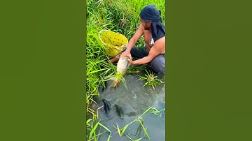 Cá Lớn - chép Khổng Lồ ẩn nấp dưới cỏ 😱 #khacthuyvlogg