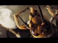 Cameras Capture a Hornet Hatching Up-Close