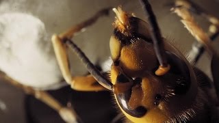Cameras Capture a Hornet Hatching UpClose