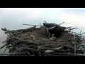 Visitor to nest doesnt look like mrs5r  rutland osprey project