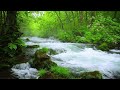 朝霧が漂う幻想的な川の音と小鳥のさえずりでリラックス【勉強,作業,集中,睡眠,癒し,瞑想,ASMR】