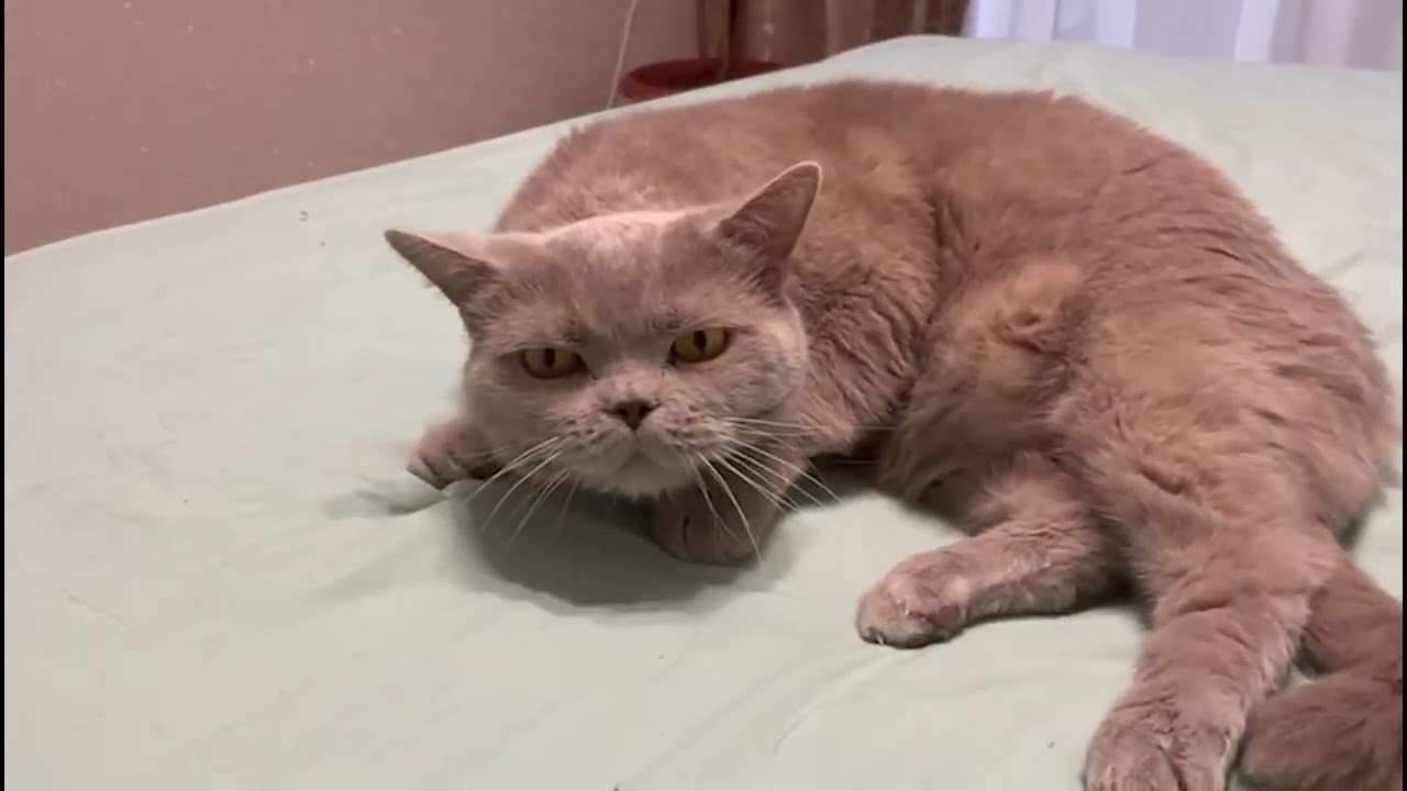 What REALLY Happens When Your Cat Gets Hiccups?