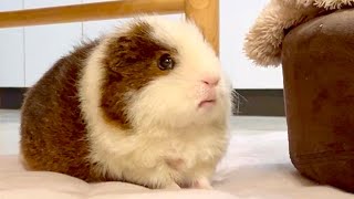 何か言いたげなモルモットが近づいてきた... A guinea pig that wants to say something