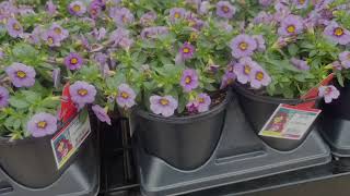 New Tractor Supply Plants You NEED to See for Spring!