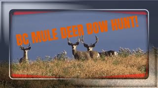 BC Mule Deer BOW HUNT!