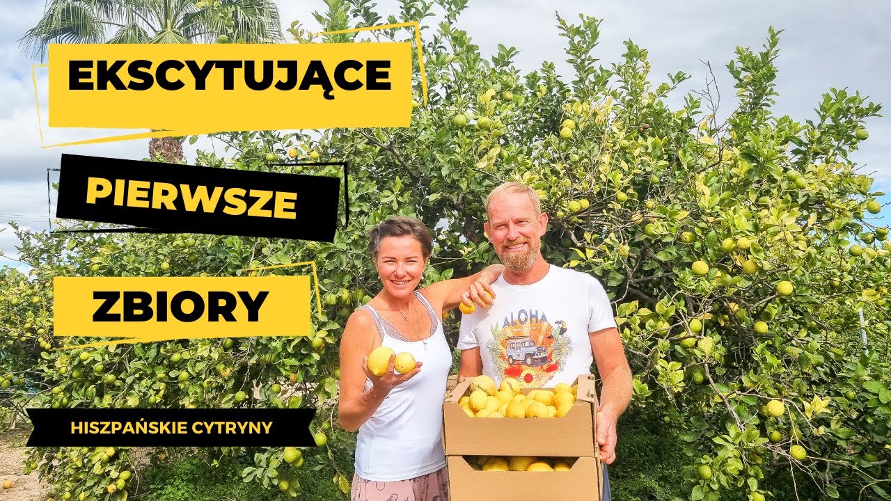 #2 Ekscytujące pierwsze zbiory naszych CYTRYN 🍋