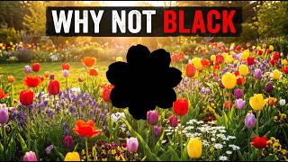 Why Do Black Flowers Not Exist?