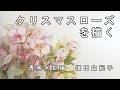 【透明水彩画】クリスマスローズを描く