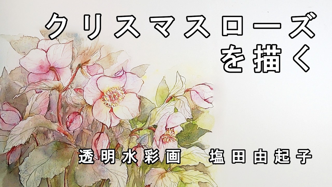 透明水彩画】クリスマスローズを描く - YouTube