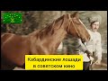 Кабардинские лошади на Малокарачаевском кон.заводе. Фрагмент из фильма "Мастер и Бригантина" 1982г.