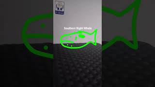 Game In Fliem Southern Right Whale You End