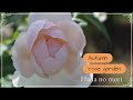 秋のローズガーデンとたくさんの宿根草など Autumn Rose Garden In Hana No Mori 2023 
