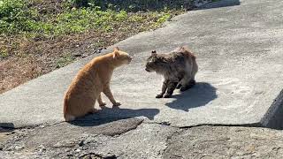 猫の喧嘩、まさかの結末【Cat Fight in Japan's Cat Island】