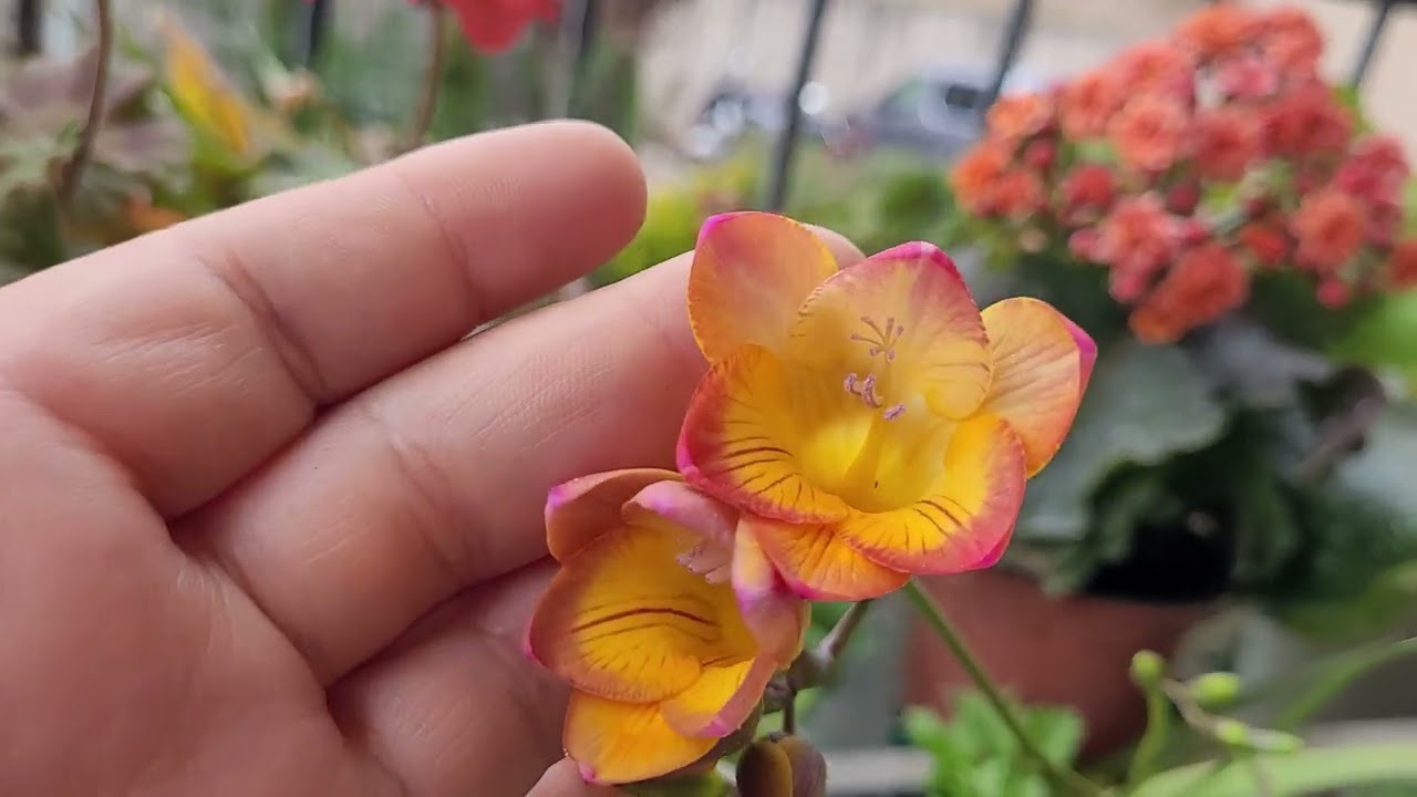 BİRTANESİ BİLE BALKONUMU MİSLERGİBİ  KOKU SAÇMIŞ. FREZYA ÇİÇEĞİ