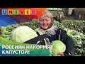 Россиян накормят капустой