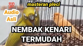 BUKTIKAN❗❗❗paling gampang masuk masteran kenari ini ke pleci | masteran pleci nembak kenari panjang