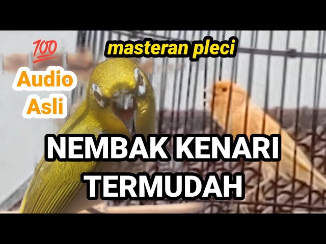 the canary sings very sweetly, he is very good at singing a very beautiful song enjoy my brother class=