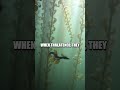 The Living Seaweed Cloak of Leafy Sea Dragons