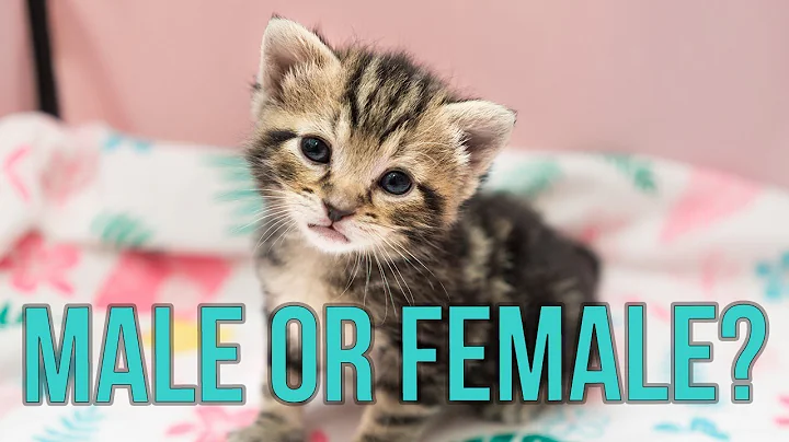 Male or Female? How to Tell the Sex of a Kitten! - DayDayNews