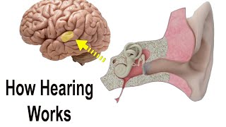 Normal Hearing & Sound Perception - How It All Works