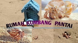 Kumbang Pantai Dan Rumah Kumbang Pantai