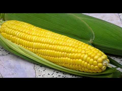 Кукуруза описание (растения полезные и ядовитые для кроликов).