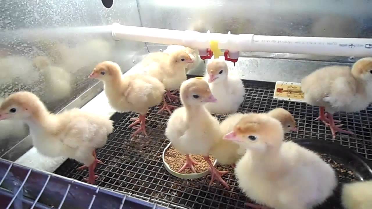 индюшата хайбрид суточные. индюк суточный. новорожденные индюшата. индюшата на выпасе. индюк суточный.