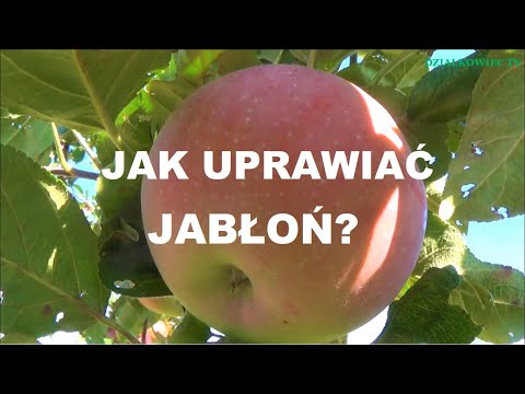 Wideo: Jak Dbać O Jabłoń?