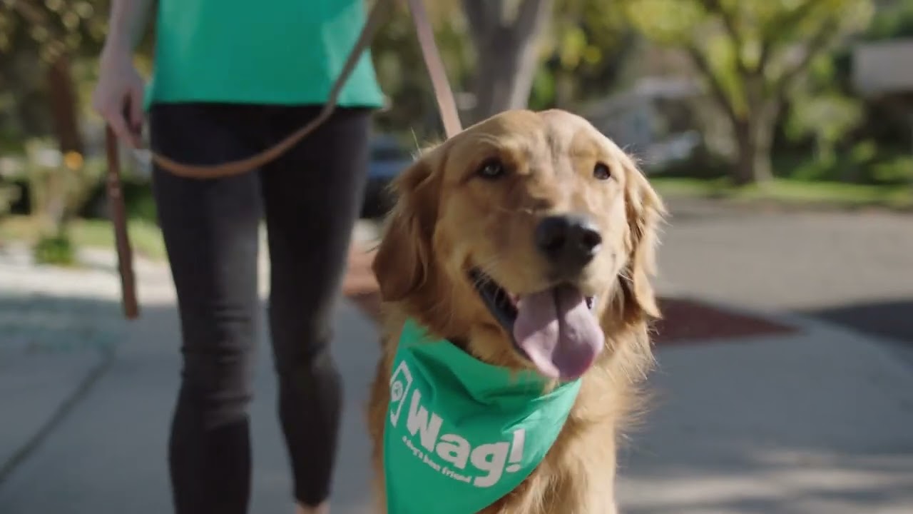 Wag - App Introduction