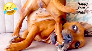 Funny Cats And Dogs Videos 😁 - BEST Funny Animal Videos 2024 🥰 Part 154 @petcollective