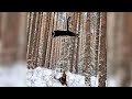 ❄️❄️❄️ Swimming in the snow with Luna the panther and Rottweiler Venza. ❄️❄️❄️