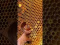 Real Honey Honey Nature Satisifying Relax 