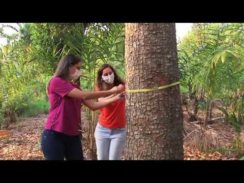 Vídeo: Quão grande pode crescer uma árvore de mogno?