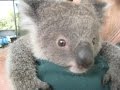 Животные Австралии. Ах, эти милашки Коала!  (Koala. Western Australia)