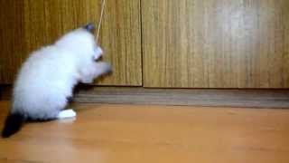 Котенок по имени гав Котенок по имени гав