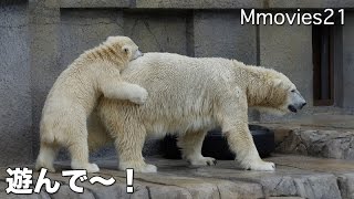 Polar Bear 