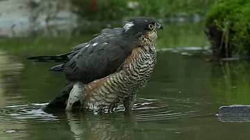 Hut Thornspic  Doornspijk Martin movie axp movie