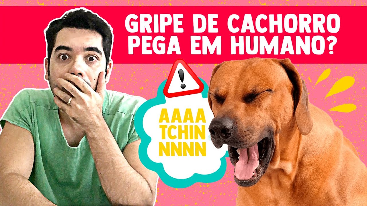 GRIPE DE CACHORRO PEGA EM HUMANO? Ententa sobre os Sinais da Gripe ...