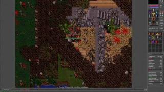 Tibia my first dragon
