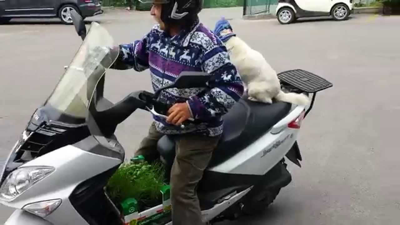 Hund fährt Motorrad YouTube