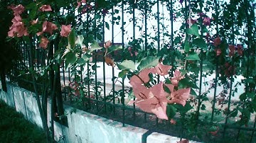 UIU | United International University in Bangladesh 2019 | Cinematic video by NIO Vlog