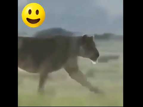 با خر هیچ وقت بازی نکن خنده طنز فان خنده دار جوک کلیپ Farshid