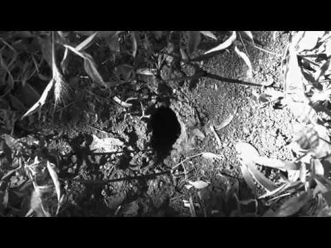 Videoart | El Faro