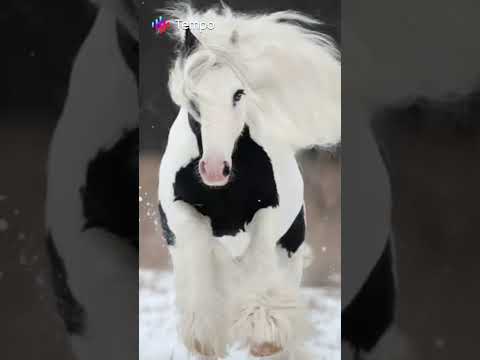 Video: Kentucky Mountain Saddle Horse