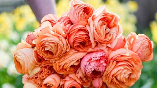 Harvesting Flowers  Cutting and Conditioning Ranunculus