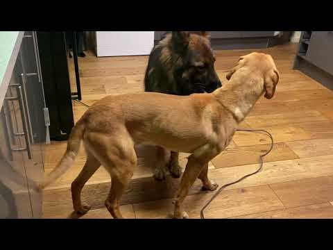 why would a dog be submissive