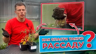 Рассада оживает на глазах. Как спасти рассаду?