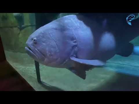 The lost chamber aquarium | Atlantis the Palm Dubai