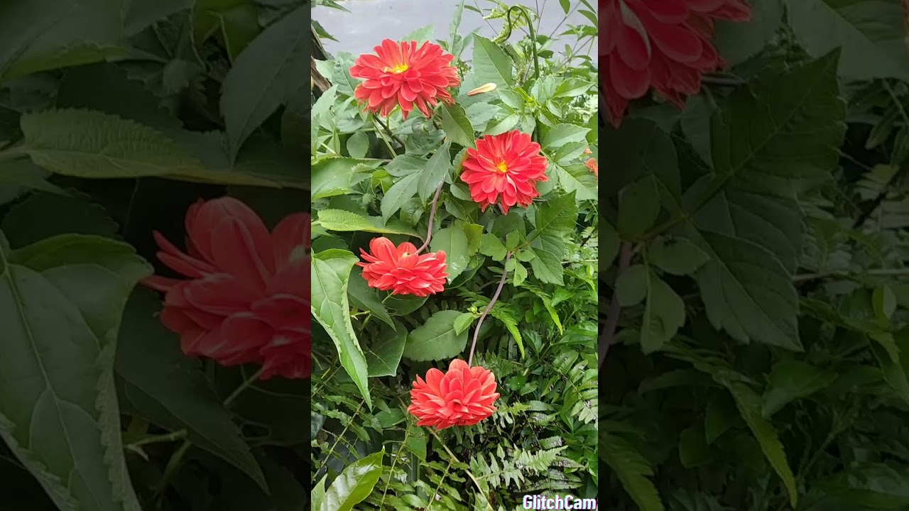  Bunga  Dahlia  merah  crah YouTube