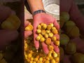 Premium Shelled Hazelnuts | Fresh, Crunchy & Naturally Delicious